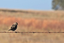 Song Sparrow On Barbed Wire Fence 2
