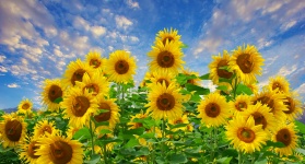 Sunflower Field Flowers Sky