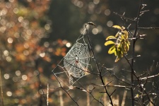 Sparkling Spider Web And Bokeh