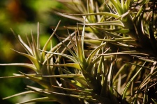 Spiky Leaves Of An Epiphyte Plant