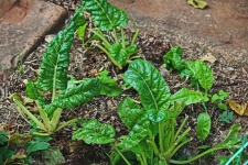 Spinach Plants In A Square
