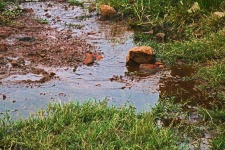Standing Water With Rocks And Grass