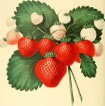 Strawberry Fragaria × Ananassa
