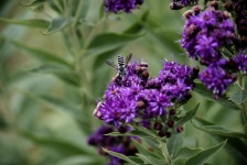 Striped Bee Purple Flower