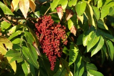 Sumac Berries And Green Leaves