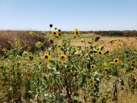 Sunflowers Of Yolo Wetlands