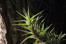 Sunlight On Tips Of Epiphyte Plant