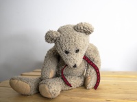 Teddy Bear Portrait