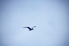 Tern Flying Against Sky With Cloud