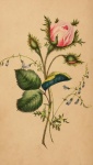 The Most Beautiful Rose 1841