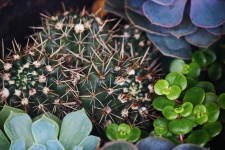 Thorny Cactus And Succulents