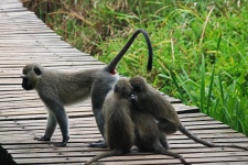 Three Inquisitive Young Monkeys