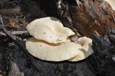 Three Oyster Mushrooms Close-up