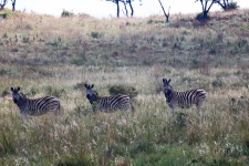 Three Zebra On A Slope
