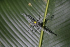 Tiger Spider Costa Rica