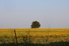 Tree In Field Of Yellow Wildflowers