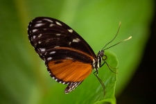 Tropical Butterfly