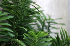 Tropical Green Succulent Plant