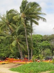 Tropical Maui