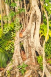 Tropical Tree Roots