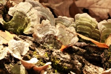 Turkey Tail Fungus Close-up