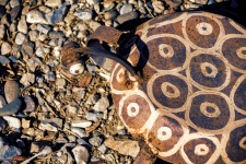 Turtle Garden Artifact