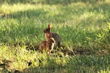 Two Cottontail Rabbits In Grass