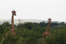 Two Giraffe Between Green Trees
