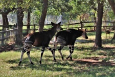 Two Okapi At Zoo