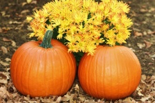 Two Pumpkins And Yellow Mums