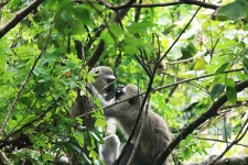 Two Vervet Monkeys In A Tree