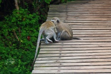 Two Vervet Monkeys On A Platform