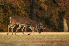 Two White-tail Deer In Fall