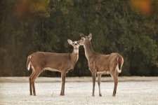 Two White-tail Doe Nose To Nose