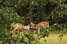 Two White-tailed Bucks Fighting