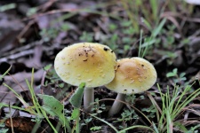 Two Yellow Amanita Mushrooms