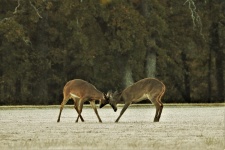 Two Young Buck Deer Playing In Fall