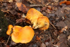 Underside Jack-O-Lantern Mushrooms