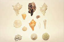 Various Sea Shells On White