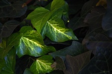 Veined Green Ivy Leaves