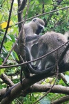 Vervet Monkeys In Tree Interacting