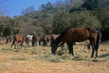 View Of A Group Of Horses Grazing