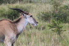 View Of An Eland Antelope