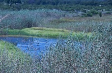 View Of Dam Beyond Tall Reeds