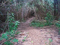 View Of Path Into Reed Bush