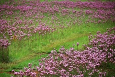 View Of Pink Pom-poms Blooming