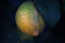 View Of Ripening Lemon On A Tree