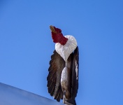 Vulture Artifact