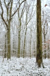 Forest Trees Winter Snow