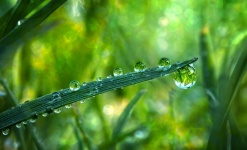 Water Drops Grass Meadow Macro